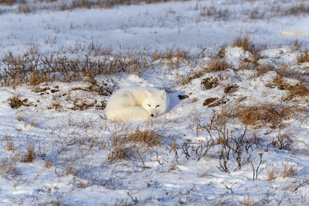 Песец (Vulpes Lagopus) в дикой тундре. Лежащий песец. Ночевка в тундре.