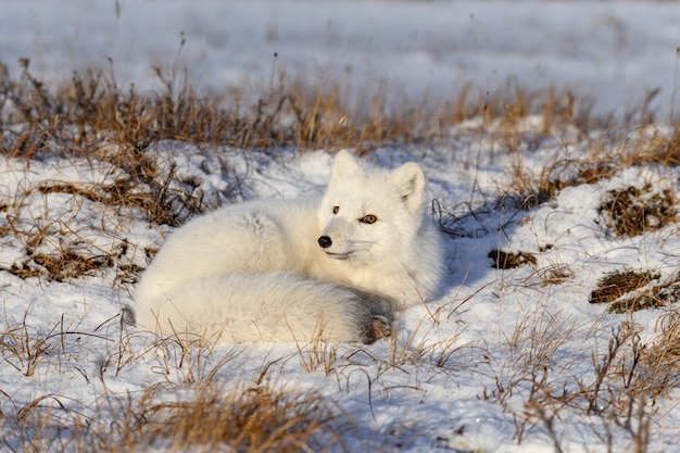 Песец (Vulpes Lagopus) в дикой тундре. Лежащий песец. Ночевка в тундре.