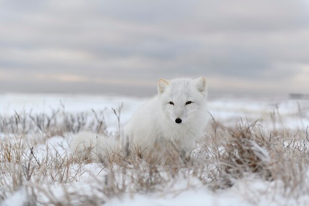 Arctic fox (Vulpes Lagopus) in wilde tundra. Arctic fox sitting.