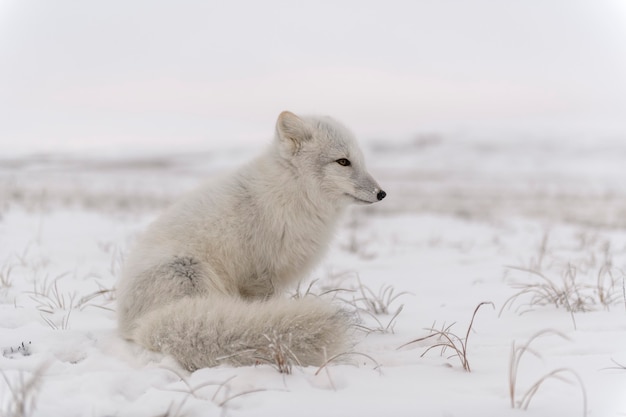 Arctic fox (Vulpes Lagopus) in wilde tundra. Arctic fox sitting.