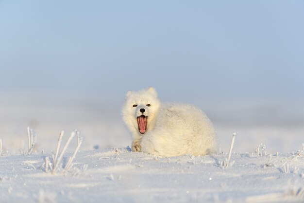 Arctic fox (Vulpes Lagopus) in wilde tundra. Arctic fox yawning.