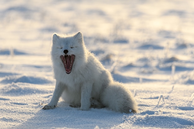 Arctic fox (Vulpes Lagopus) in wilde tundra. Arctic fox yawning.