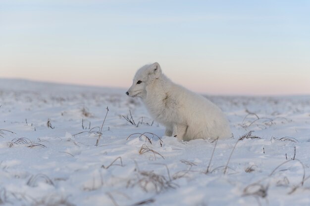 Arctic fox (Vulpes Lagopus) in wilde tundra. White arctic fox sitting.