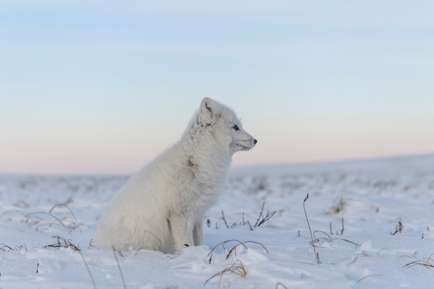 Песец (Vulpes Lagopus) в дикой тундре. Белый песец сидит.