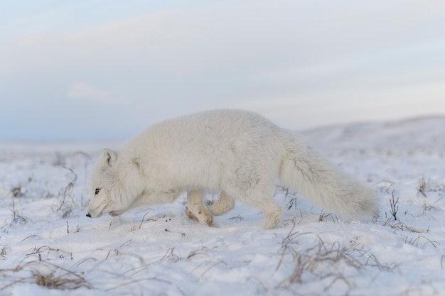 산업 배경을 가진 시베리아 툰드라의 겨울 시간에 북극 여우(Vulpes Lagopus).