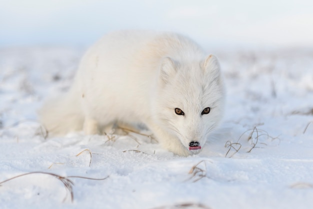 Песец (Vulpes Lagopus) зимой в сибирской тундре