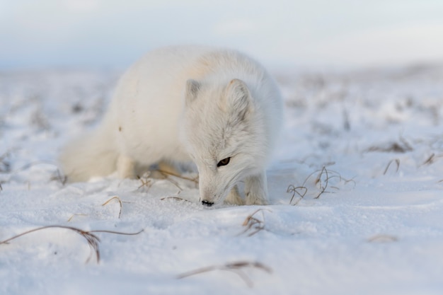 Arctic fox (Vulpes Lagopus) in winter time in Siberian tundra 