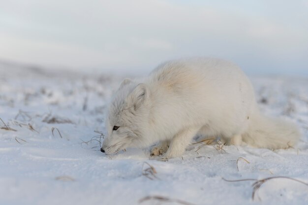 Arctic fox (Vulpes Lagopus) in winter time in Siberian tundra 