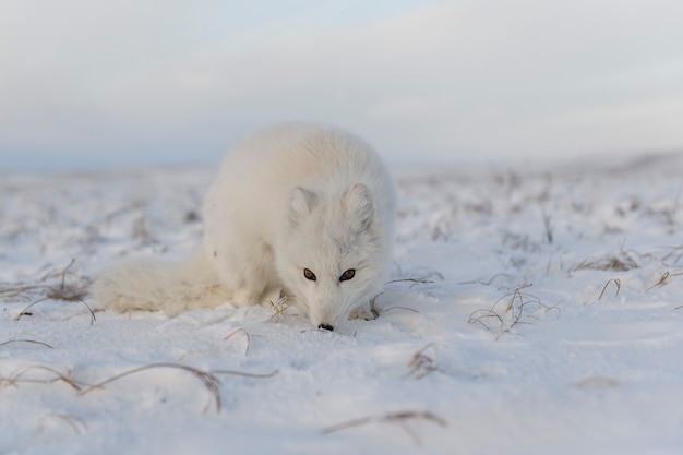 Arctic fox (Vulpes Lagopus) in winter time in Siberian tundra 