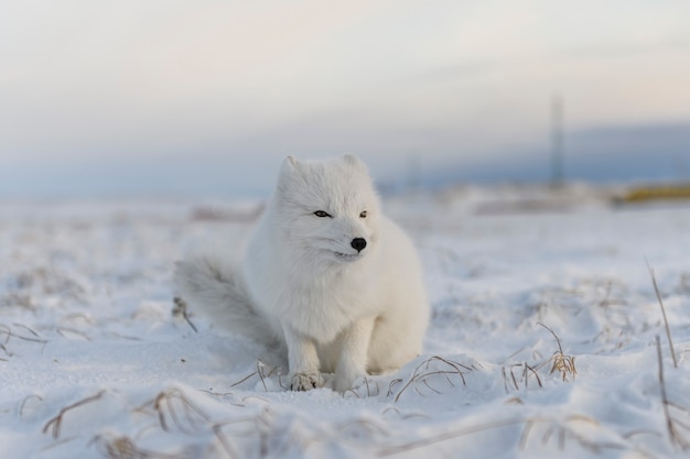 Arctic fox (Vulpes Lagopus) in winter time in Siberian tundra 