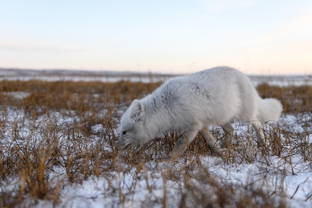 시베리아 툰드라에서 겨울 시간에 북극 여우 Vulpes Lagopus