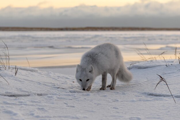 Arctic fox Vulpes Lagopus in winter time in Siberian tundra