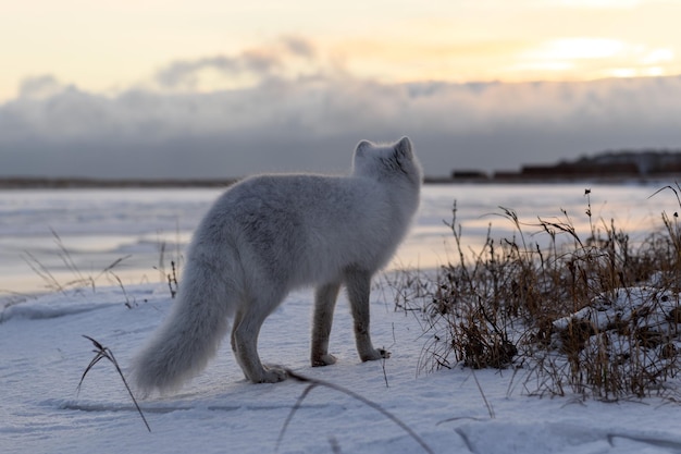 Arctic fox Vulpes Lagopus in winter time in Siberian tundra