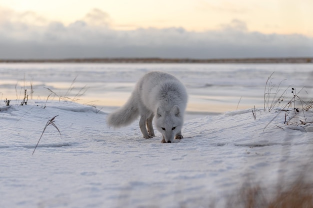 Arctic fox Vulpes Lagopus in winter time in Siberian tundra