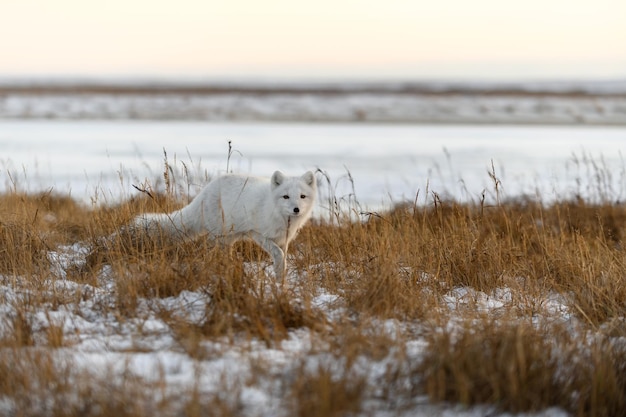 Photo arctic fox vulpes lagopus in winter time in siberian tundra