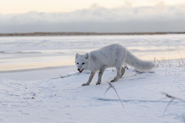 Arctic fox Vulpes Lagopus in winter time in Siberian tundra