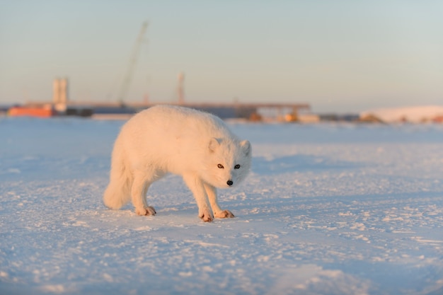 Photo arctic fox (vulpes lagopus) in winter time in tundra