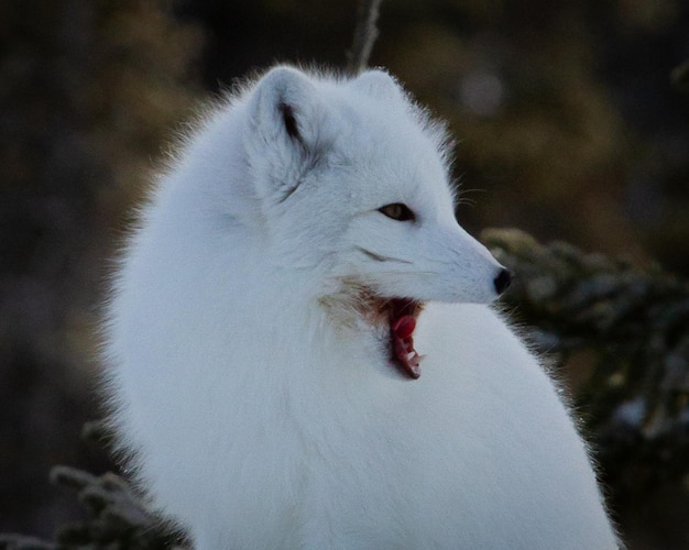 Arctic fox or Vulpes Lagopus yawning away while sitting, near Churchill, Manitoba, Canada