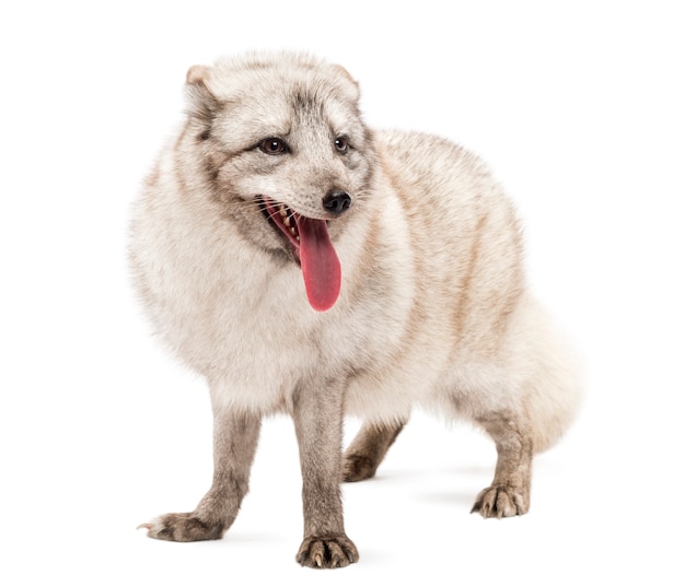 Arctic fox Vulpes lagopus