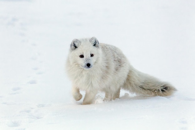 Foto la volpe artica in pelliccia invernale, vulpes lagopus, svalbard, longyearbyen