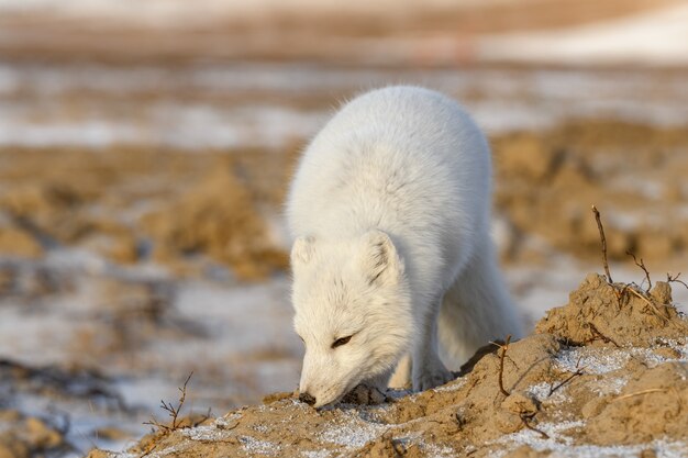 Photo arctic fox in winter time in siberian tundra close up.