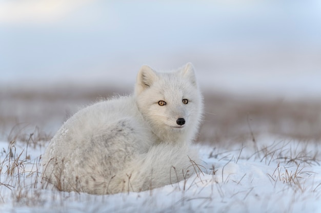 Arctic fox in winter time in Siberian tundra close up.