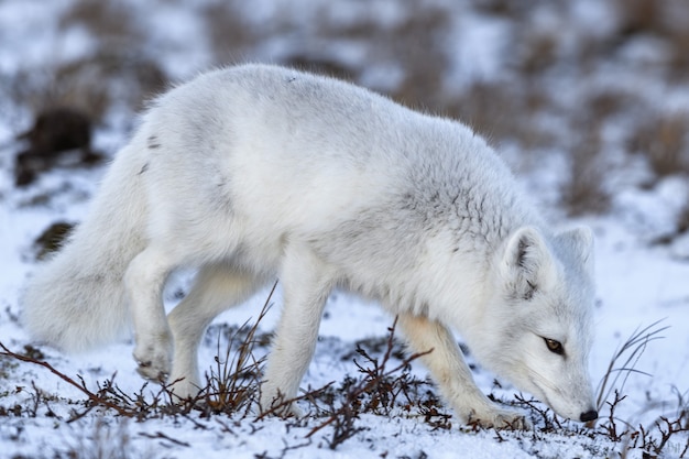 Arctic fox in winter time in Siberian tundra