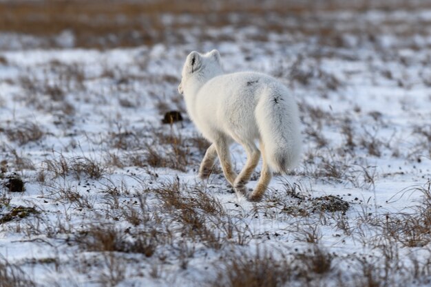 Volpe artica nel periodo invernale nella tundra siberiana