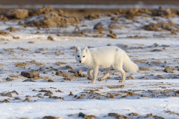 Volpe artica nel periodo invernale nella tundra siberiana