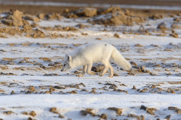 Volpe artica nel periodo invernale nella tundra siberiana