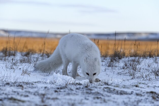 Photo arctic fox in winter time in siberian tundra