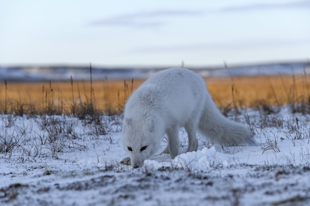 Foto volpe artica nel periodo invernale nella tundra siberiana