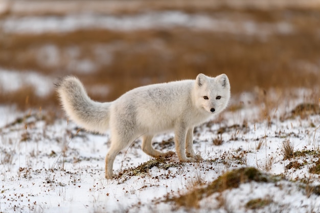 Arctic fox in winter time in Siberian tundra