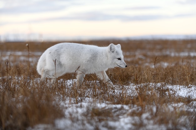 Volpe artica nel periodo invernale nella tundra siberiana