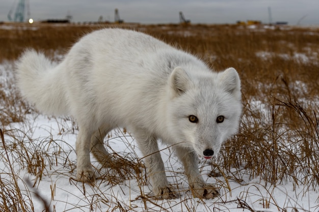 Arctic fox in winter time in Siberian tundra