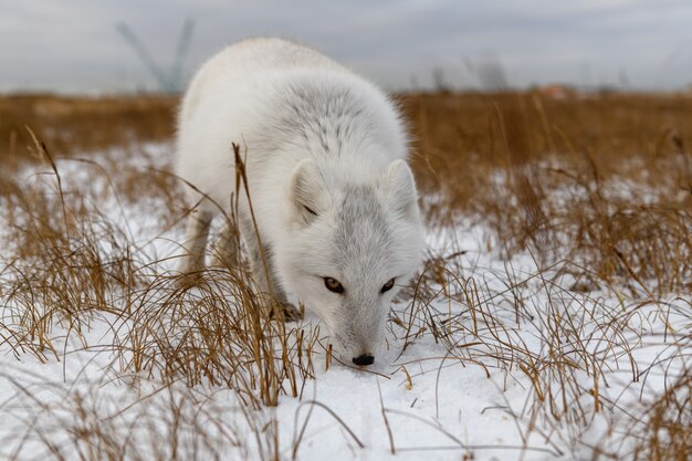 Arctic fox in winter time in Siberian tundra