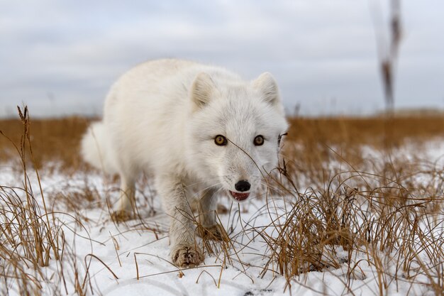 Arctic fox in winter time in Siberian tundra