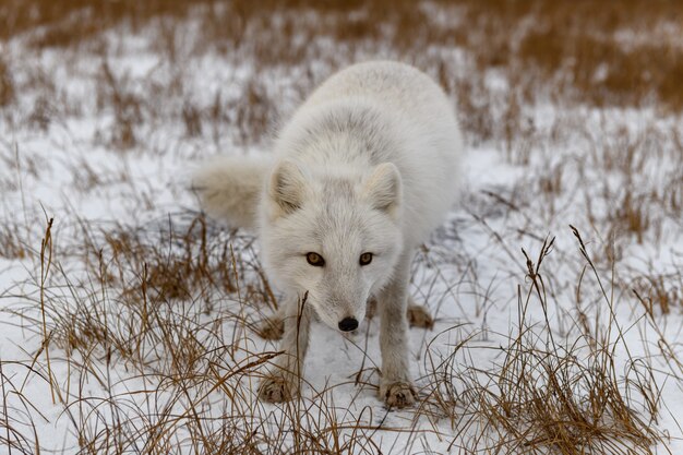 Foto volpe artica nel periodo invernale nella tundra siberiana