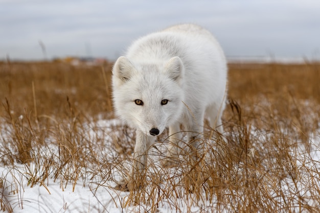 Arctic fox in winter time in Siberian tundra