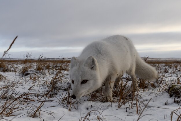 Volpe artica nel periodo invernale nella tundra siberiana