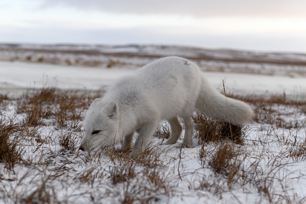 Arctic fox in winter time in Siberian tundra