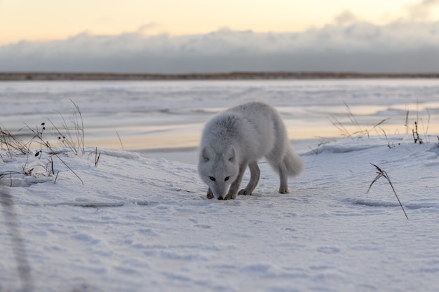 Arctic fox in winter time in Siberian tundra