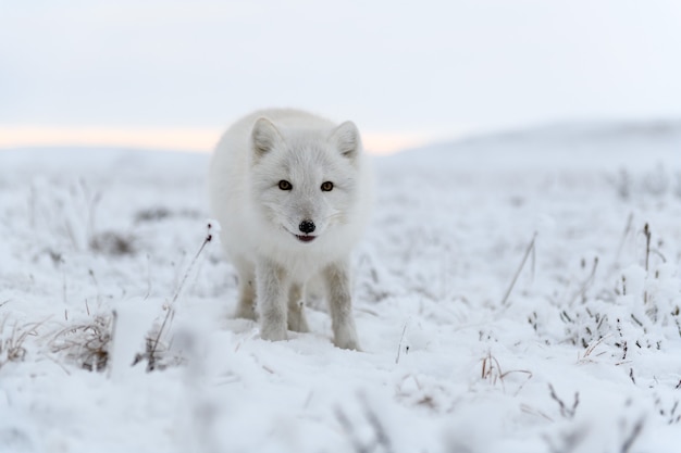 Arctic fox in winter time in Siberian tundra