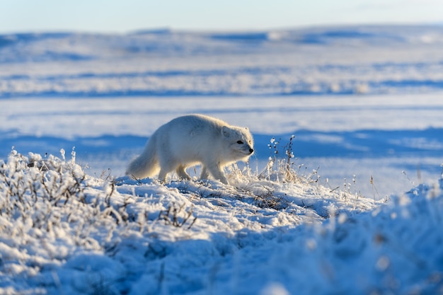 Arctic fox in winter time in Siberian tundra