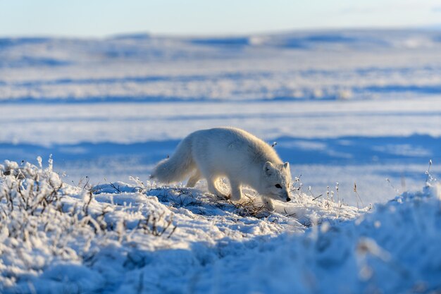 Volpe artica nel periodo invernale nella tundra siberiana