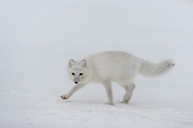 Arctic fox in winter time in Siberian tundra