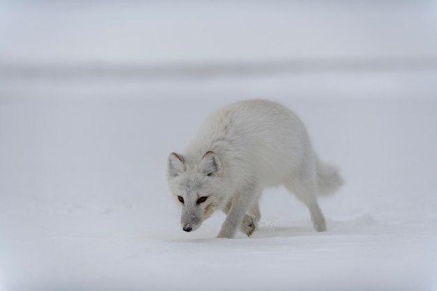 Volpe artica in inverno nella tundra siberiana