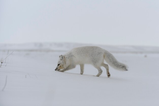 Volpe artica in inverno nella tundra siberiana