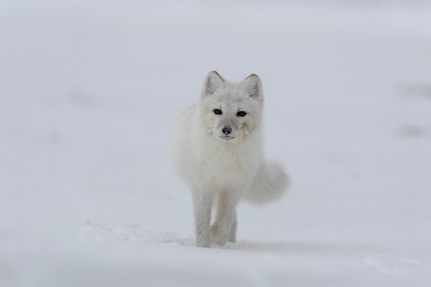 Arctic fox in winter time in Siberian tundra