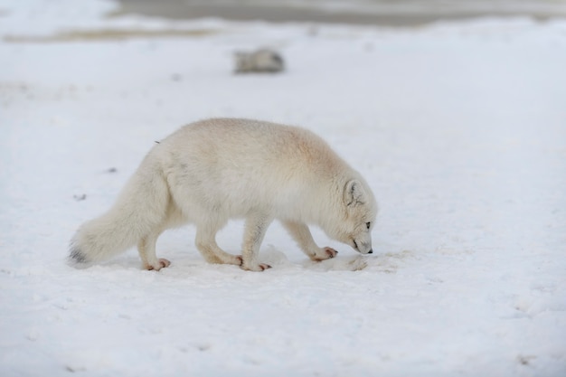 Arctic fox in winter time in Siberian tundra